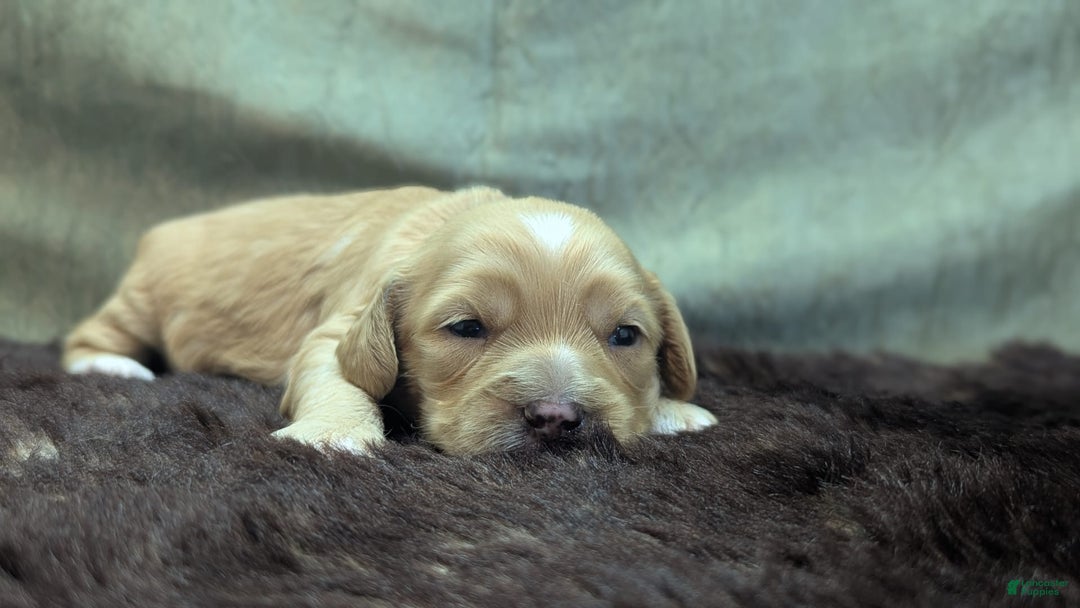Cockapoo dogs for sale: Stoick - Image 5