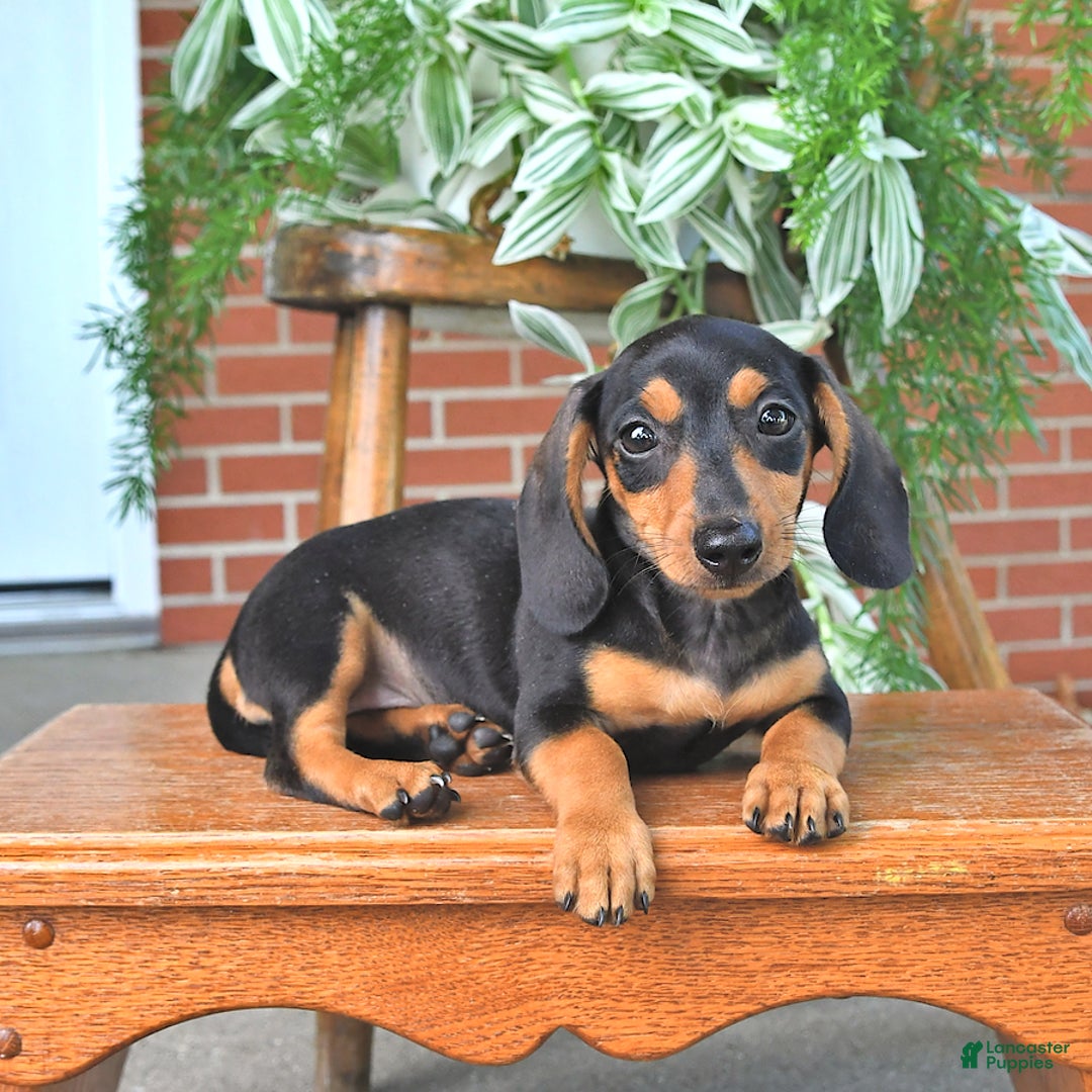 Miniature Dachshund dogs for sale: Sweetie - Image 3
