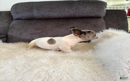 French Bulldog dogs for sale: Tiny - Image 3