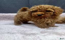 Toy Poodle dogs for sale: Greg - Image 5