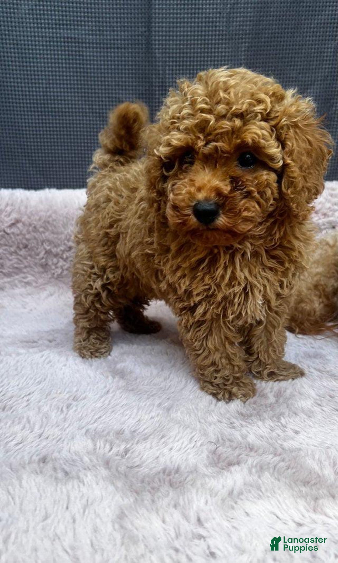Toy Poodle dogs for sale: Greg - Image 5