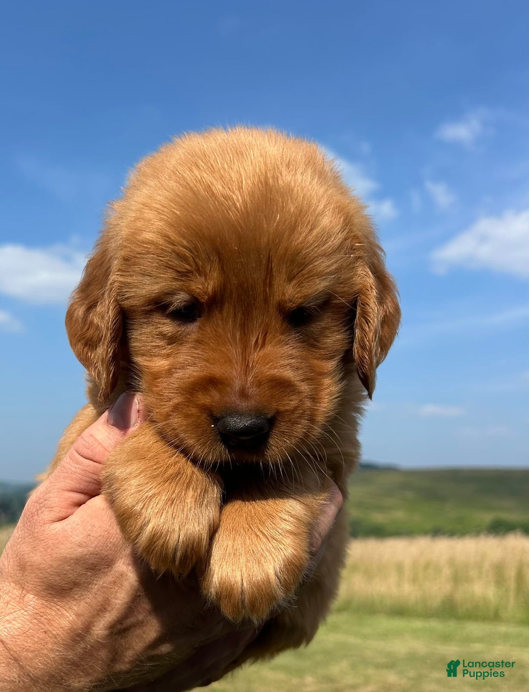 Golden Retriever dogs for sale: Honey - Image 23