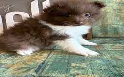 Pomeranian dogs for sale: Allison - Image 12