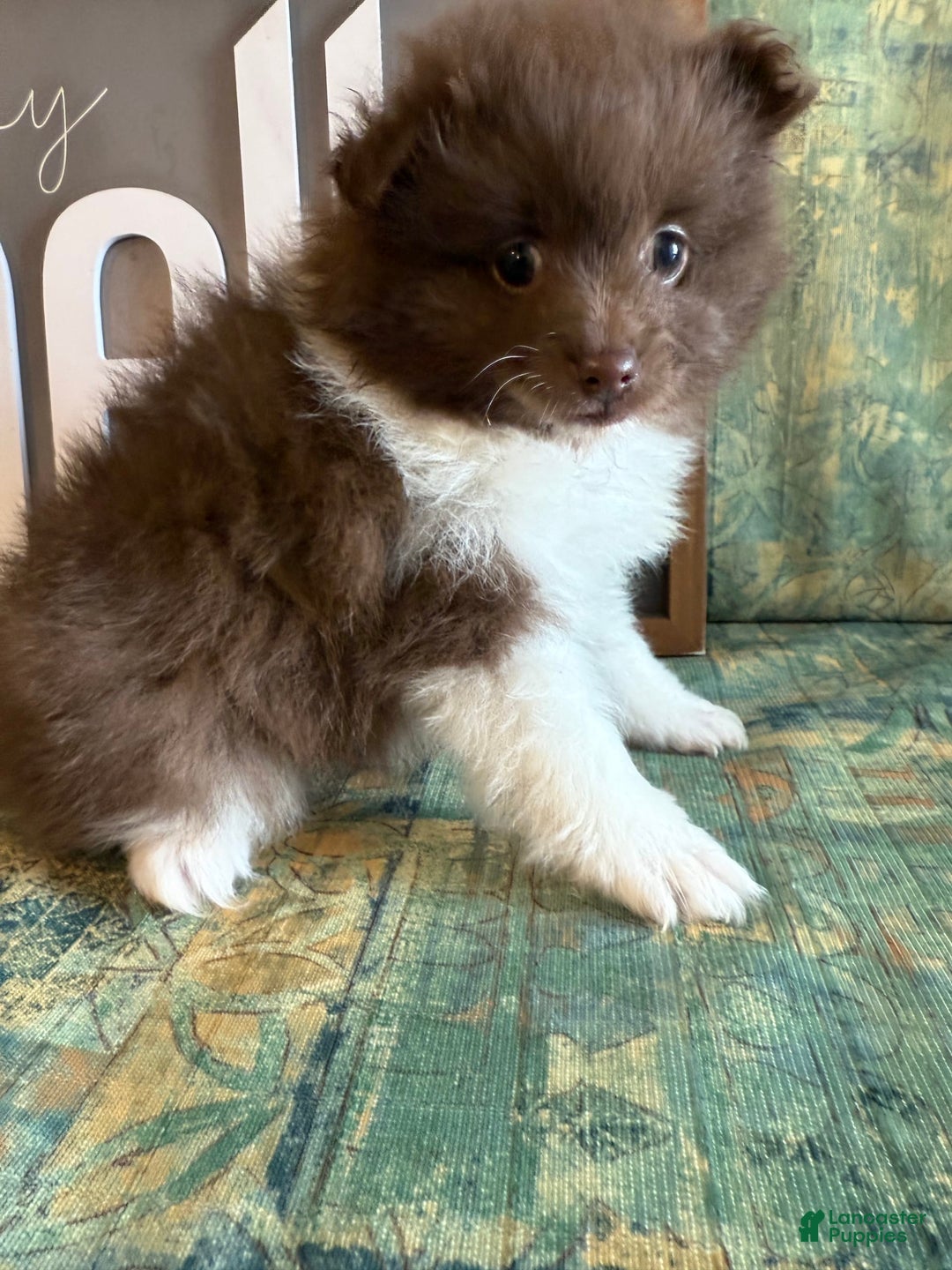 Pomeranian dogs for sale: Allison - Image 12