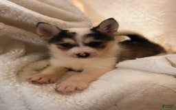 Pomsky dogs for sale: Sweet Rain - Image 5