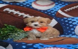Maltipoo dogs for sale: Stratford - Image 9