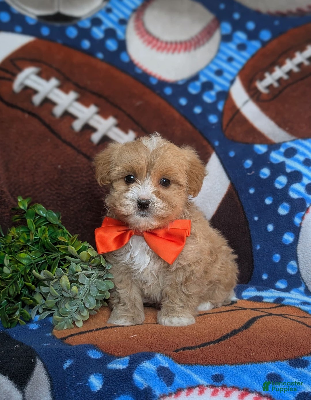 Maltipoo dogs for sale: Stratford - Image 9