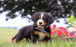 Bernese Mountain Dog dogs for sale: Bernese Mountain Dog 6 puppies - Image 18