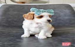 Mini Goldendoodle dogs for sale: Petite Elsa - Image 7