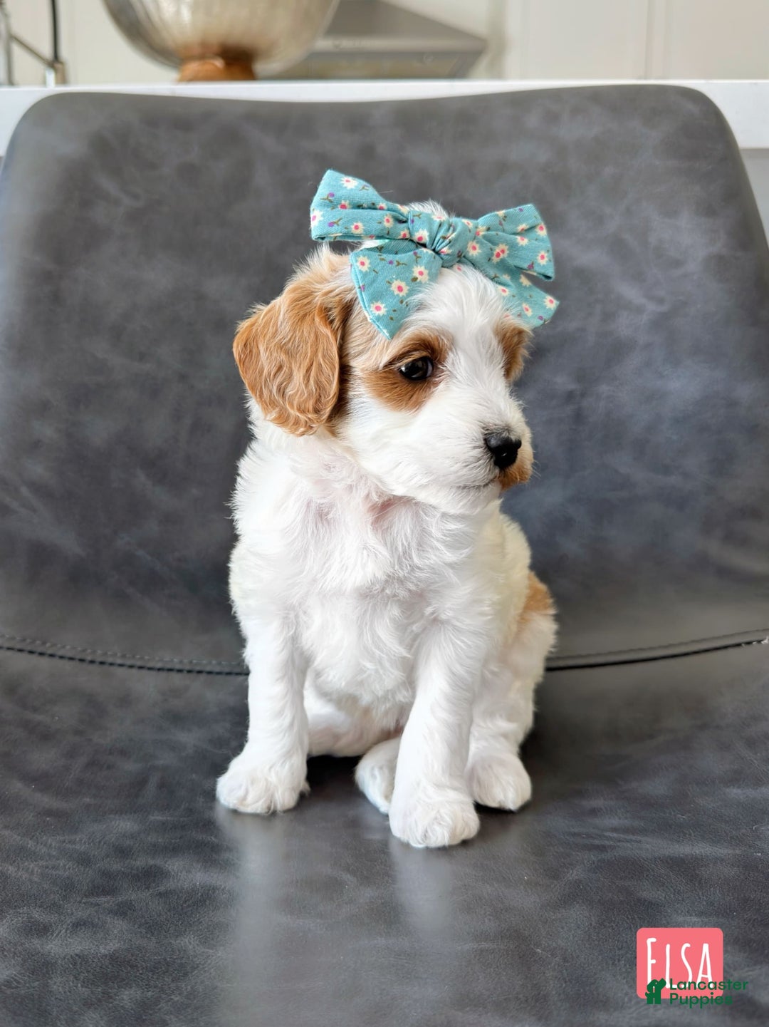 Mini Goldendoodle dogs for sale: Petite Elsa - Image 7