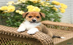 Jack Russell Terrier dogs for sale: Magnolia - Image 1
