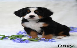 Bernese Mountain Dog dogs for sale: Roxy - Image 5