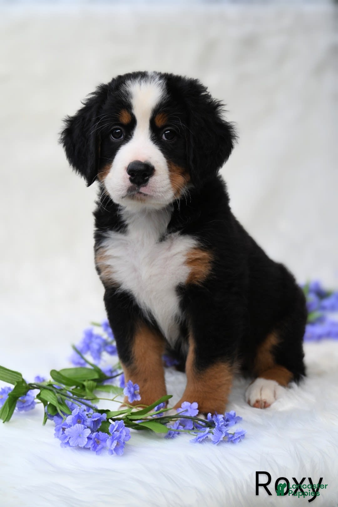 Bernese Mountain Dog dogs for sale: Roxy - Image 5