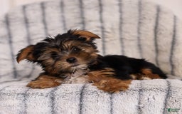 Yorkshire Terrier dogs for sale: Toby - Image 1
