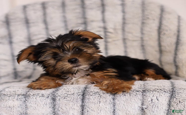Yorkshire Terrier dogs for sale - Ad 4