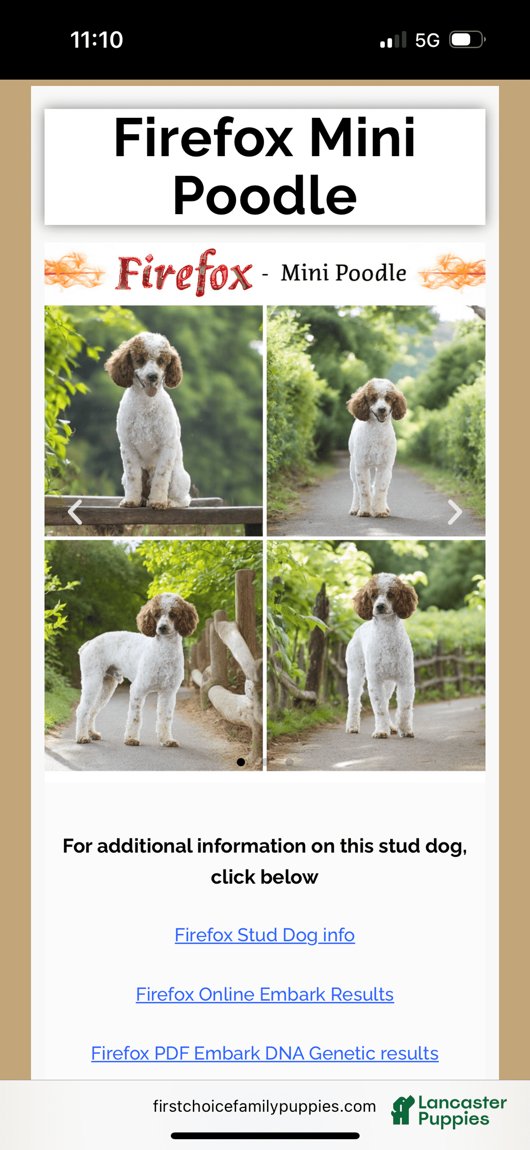 Aussiedoodle dogs for sale: Enola - Listing for pets: Enola - Image 6