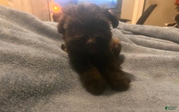 Miniature Schnauzer dogs for sale: Bruno - Image 3