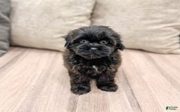 Shihpoo dogs for sale: Lola - Image 5