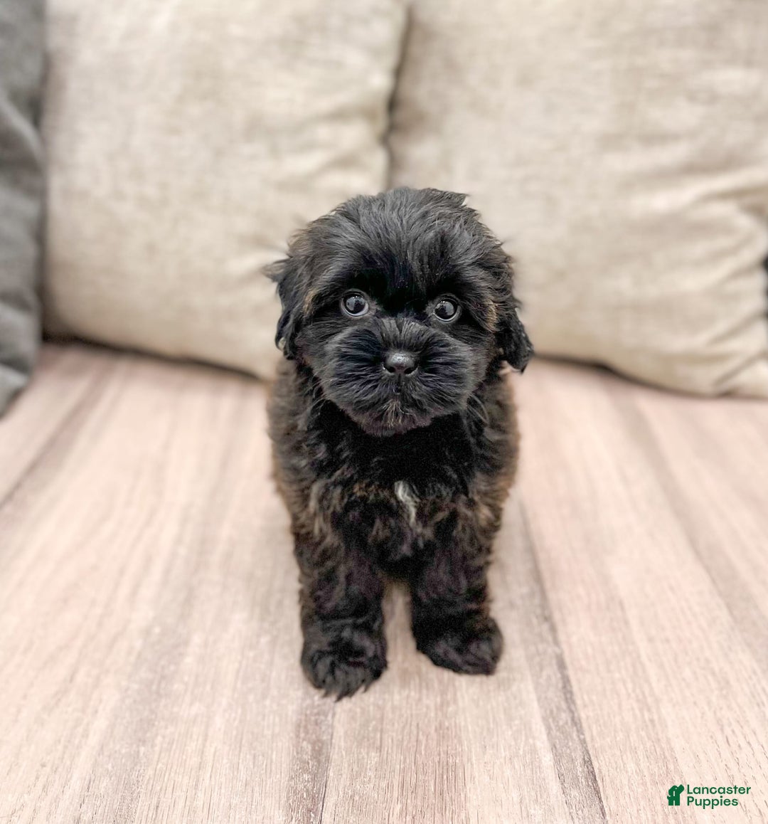 Shihpoo dogs for sale: Lola - Image 5