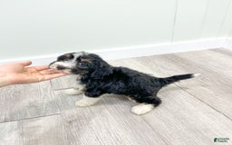 Mini Bernedoodle dogs for sale: Annie - Image 2