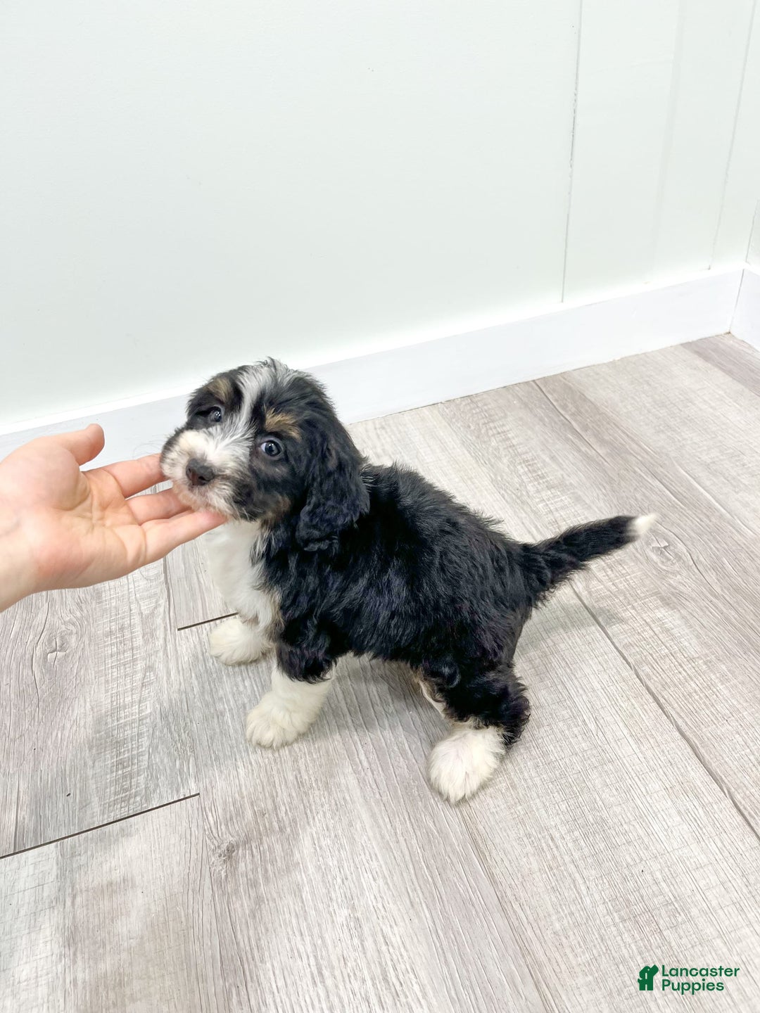 Mini Bernedoodle dogs for sale: Annie - Image 2