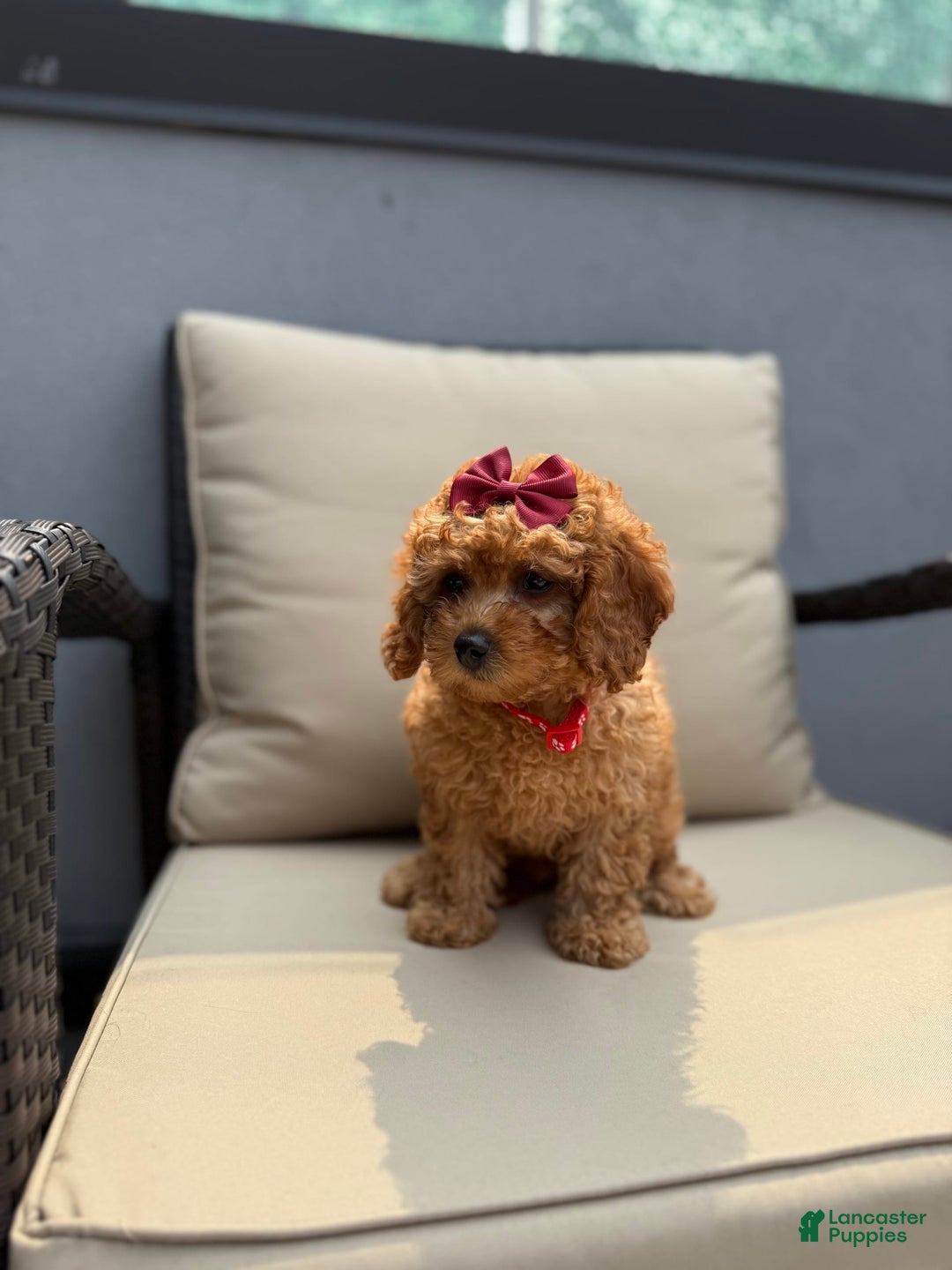 Toy Poodle dogs for sale: Tinkerbell - Image 1