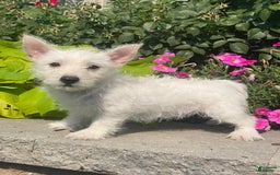 West Highland Terrier dogs for sale: Wanda - Image 7