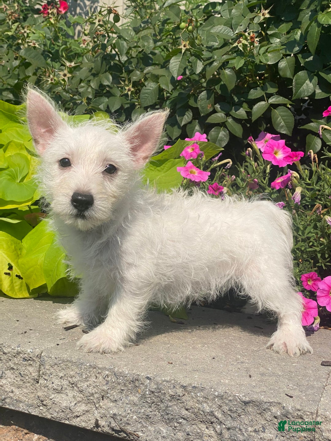 West Highland Terrier dogs for sale: Wanda - Image 7