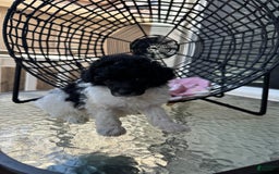 Miniature Poodle dogs for sale: Iron Man - Image 4