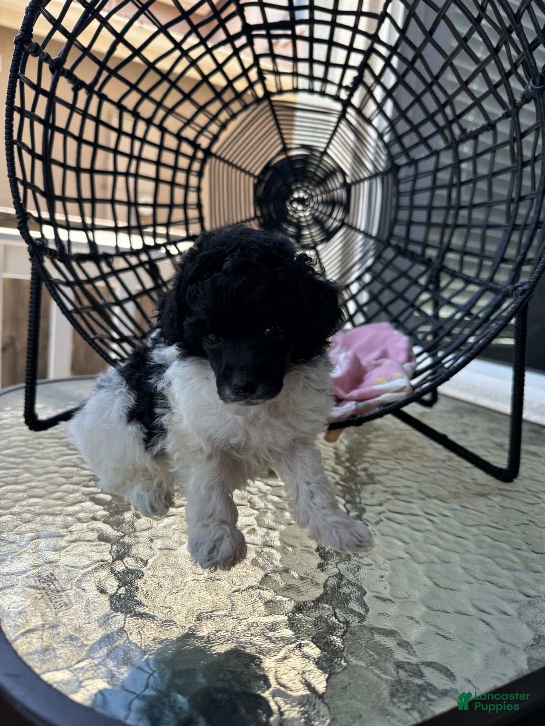 Miniature Poodle dogs for sale: Iron Man - Image 4