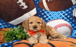 Cockapoo dogs for sale: Croydon - Image 1