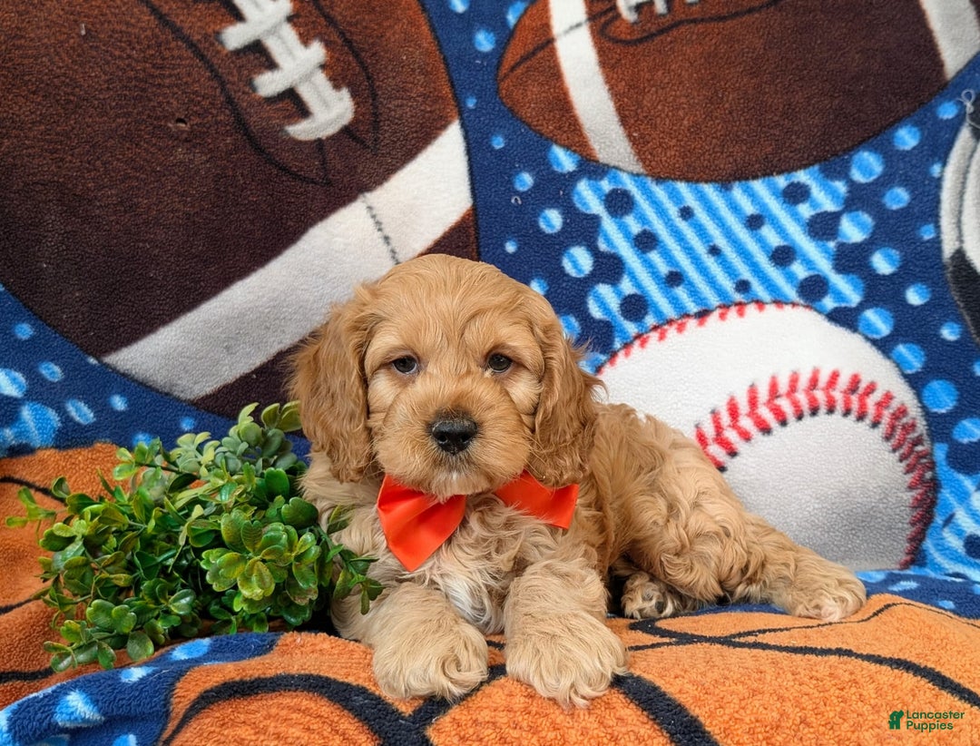 Cockapoo dogs for sale: Croydon - Image 1