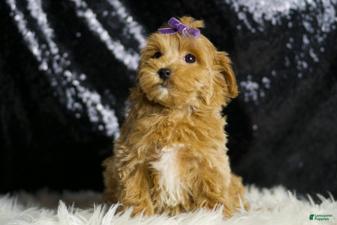 Maltipoo dogs for sale: Felicity - Image 8
