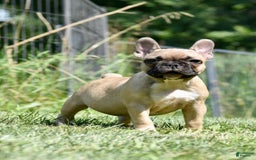 French Bulldog dogs for sale: Mara - Image 3