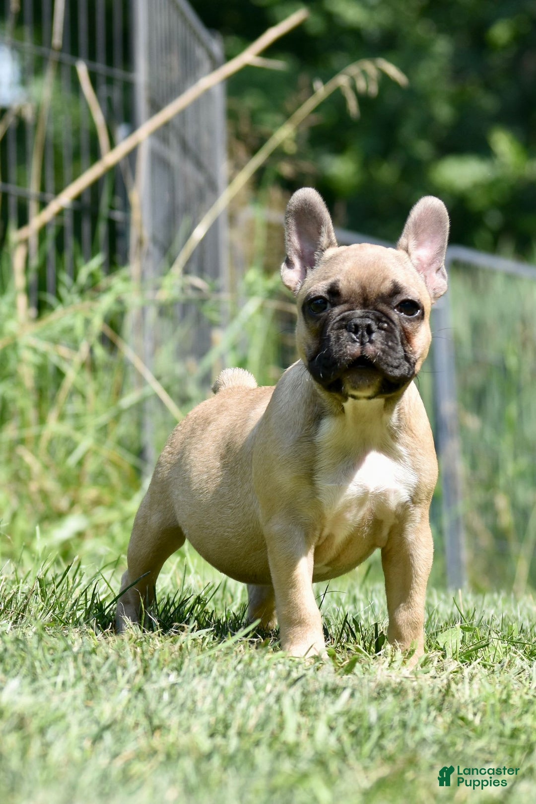 French Bulldog dogs for sale: Mara - Image 3