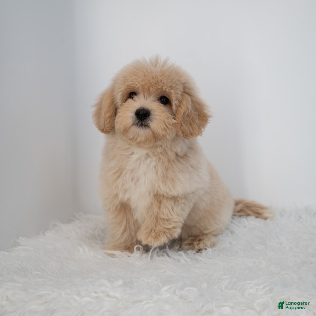 Maltipoo dogs for sale: Agustin - Image 14
