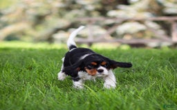 Cavalier King Charles Spaniel dogs for sale: Bailey - Image 16