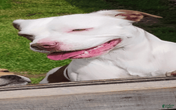 American Pit Bull Terrier dogs for sale: Nyla - Image 8