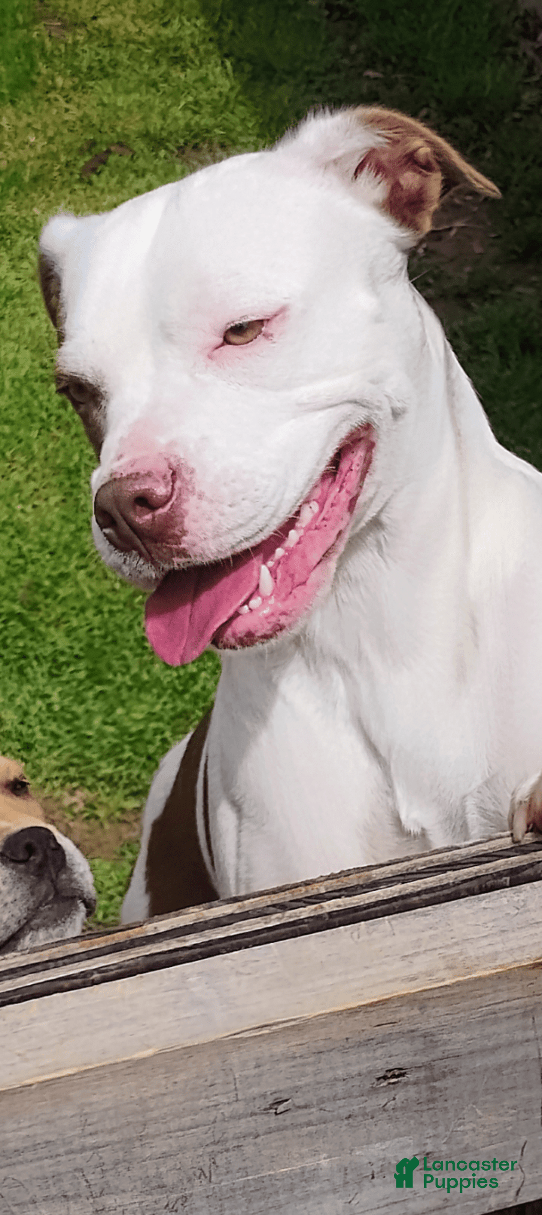 American Pit Bull Terrier dogs for sale: Nyla - Image 8