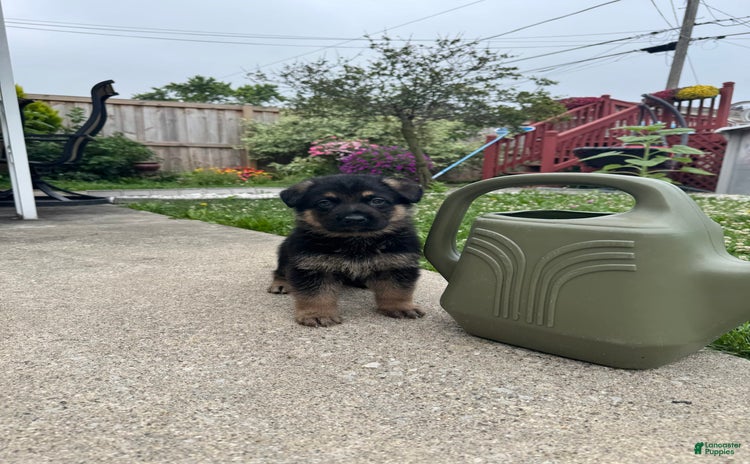 German Shepherd dogs for sale - Ad 1