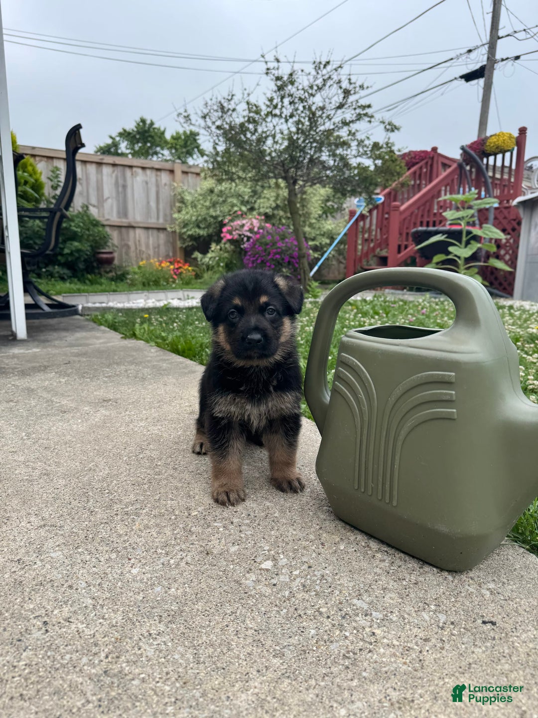 German Shepherd dogs for sale: Simba - Image 1