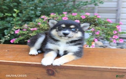 Pomsky dogs for sale: Abby - Image 3