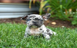 French Bulldog dogs for sale: Bixie - Image 4