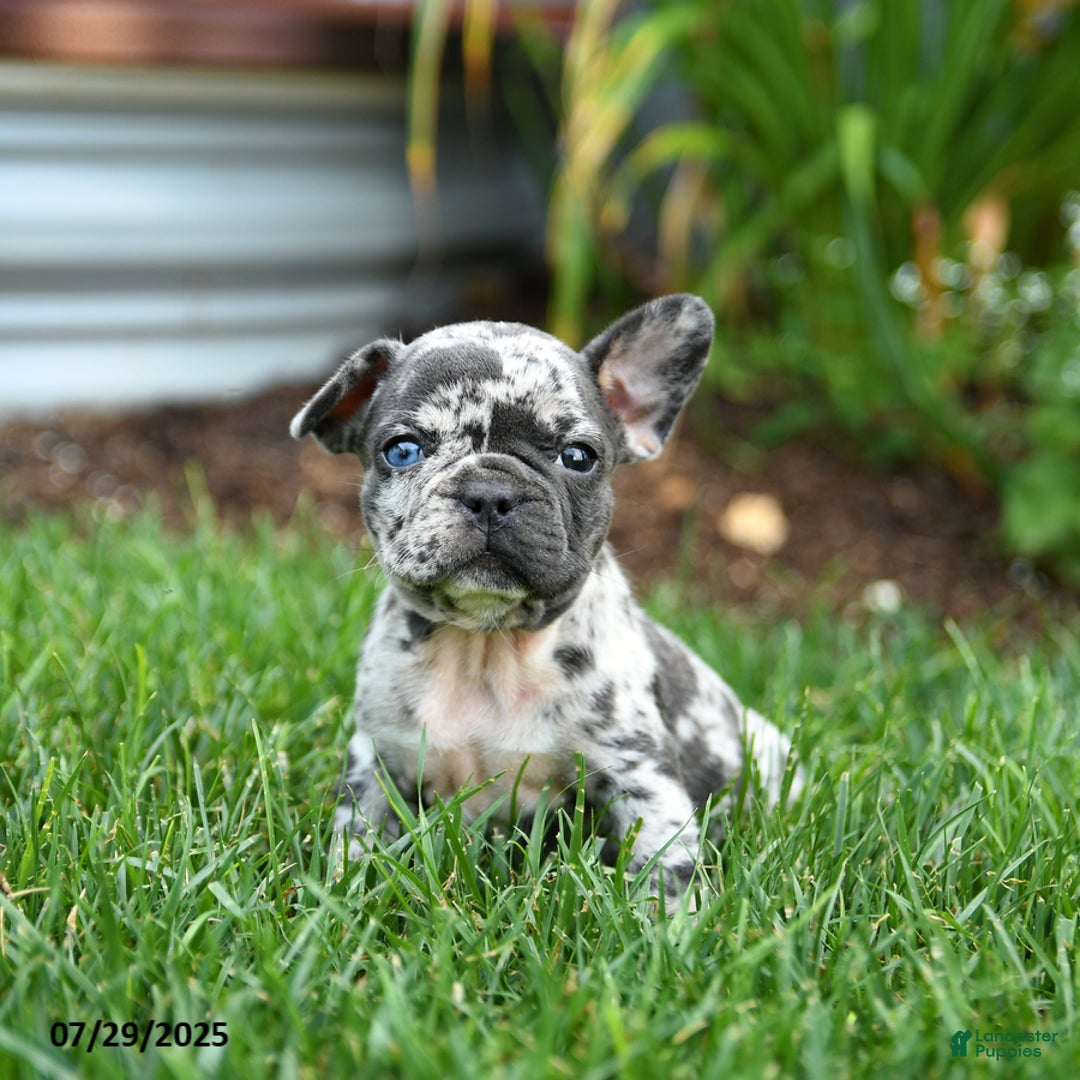 French Bulldog dogs for sale: Bixie - Image 4