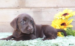 Labrador Retriever dogs for sale: Woody - Image 5