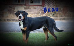 Greater Swiss Mountain Dog dogs for sale: Buttercup - Image 12