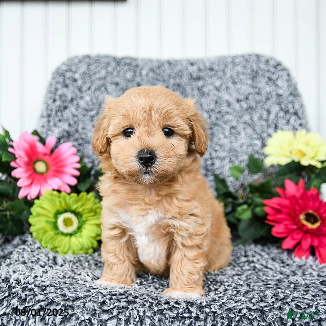 Maltipoo dogs for sale: Beauty - Image 1