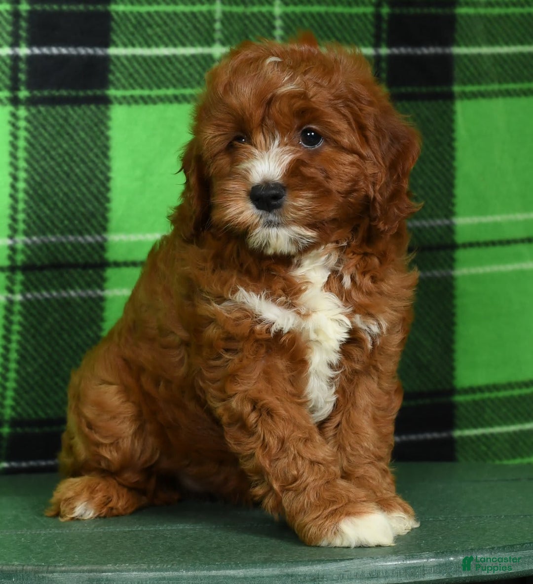 Cavapoo dogs for sale: Tonya - Image 6
