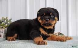 Rottweiler dogs for sale: Denali - Image 2