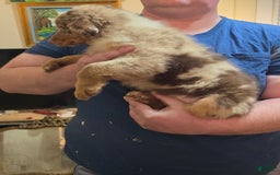 Australian Shepherd dogs for sale: Teddi - Image 2